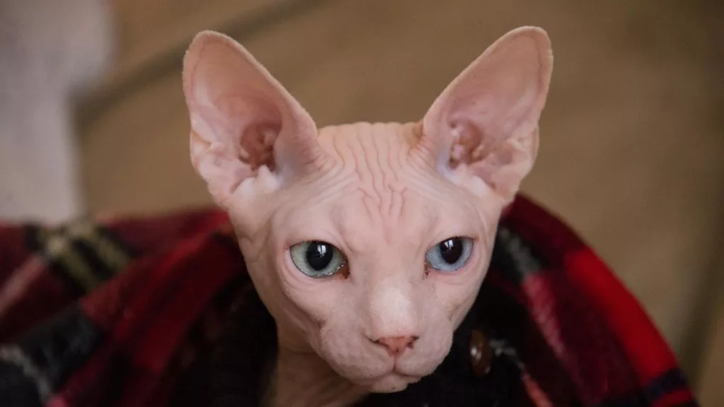 The most luxurious cat breeds