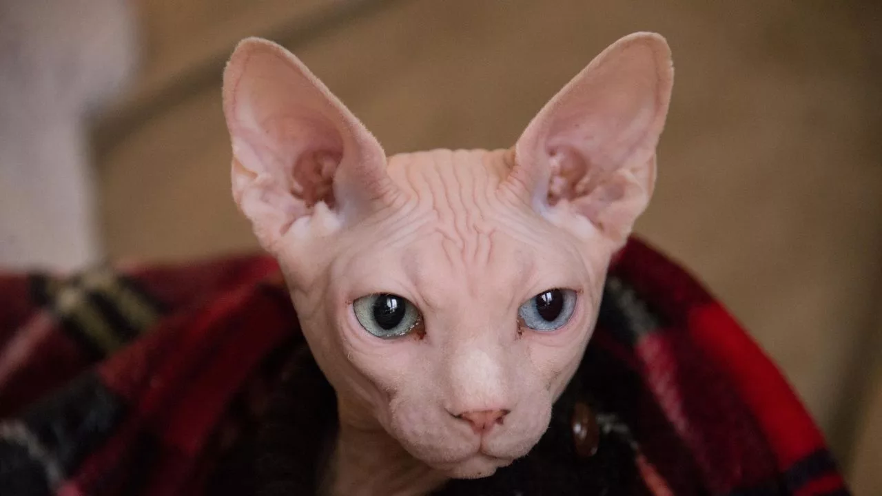 The most luxurious cat breeds